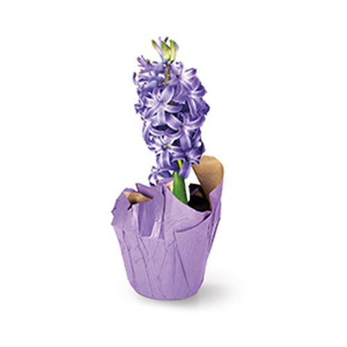 4" Hyacinth